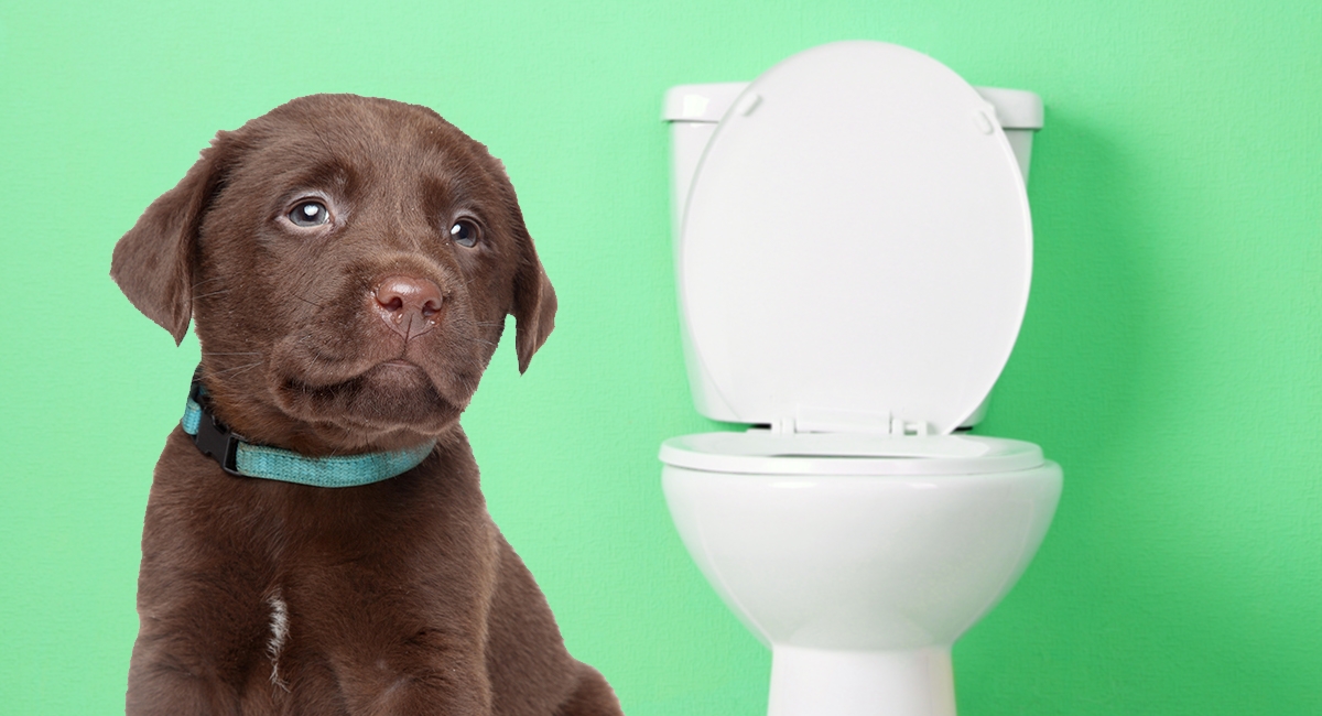 How-To-Potty-Train-A-Puppy-LS-long