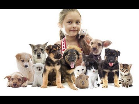 Social skills development with kids and other dogs