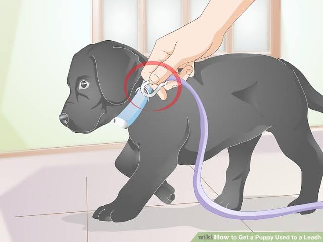 Training dog with a leash